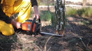 Best Utility Line Clearance  in Shiner, TX