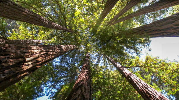 Best Tree and Shrub Care  in Shiner, TX