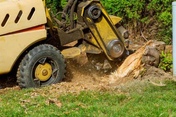 Best Tree Removal  in Shiner, TX