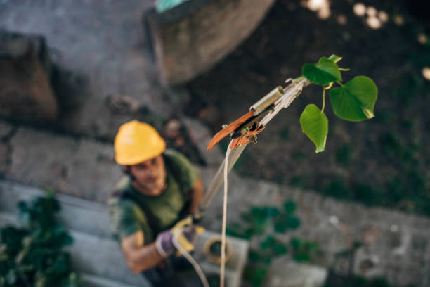 Best Commercial Tree Services  in Shiner, TX