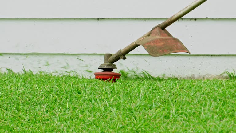 Best Tree Maintenance Programs  in Shiner, TX