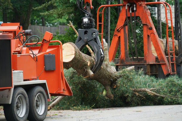 Best Tree Mulching  in Shiner, TX