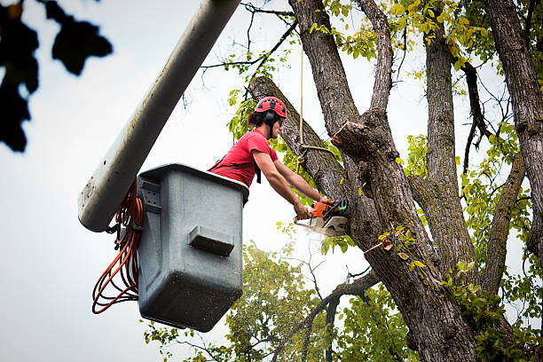 Best Storm Damage Tree Cleanup  in Shiner, TX