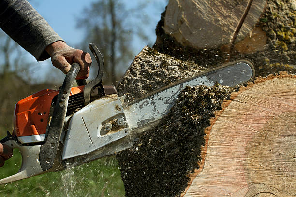 Best Tree Trimming and Pruning  in Shiner, TX