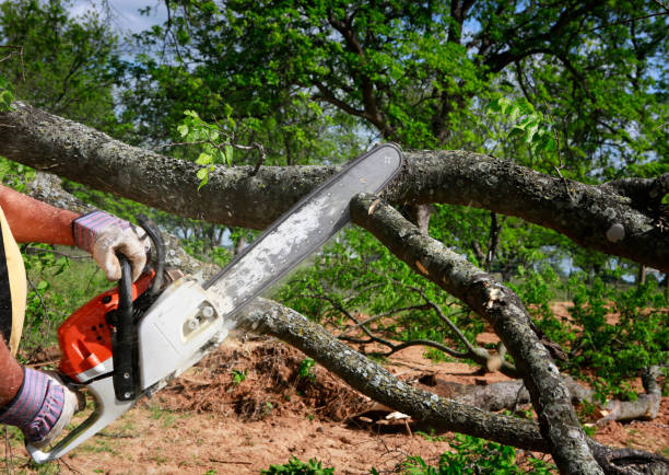 Best Lot and Land Clearing  in Shiner, TX