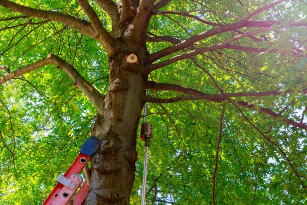 Best Fruit Tree Pruning  in Shiner, TX